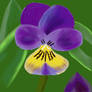 Pansy