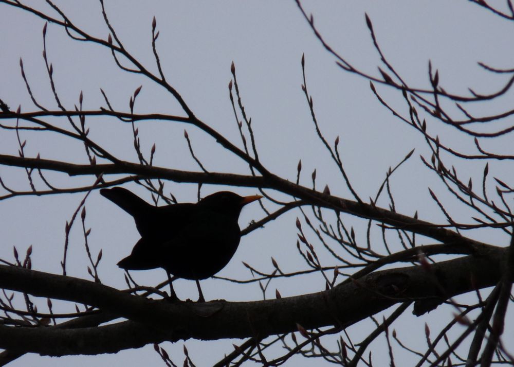 Amsel 2