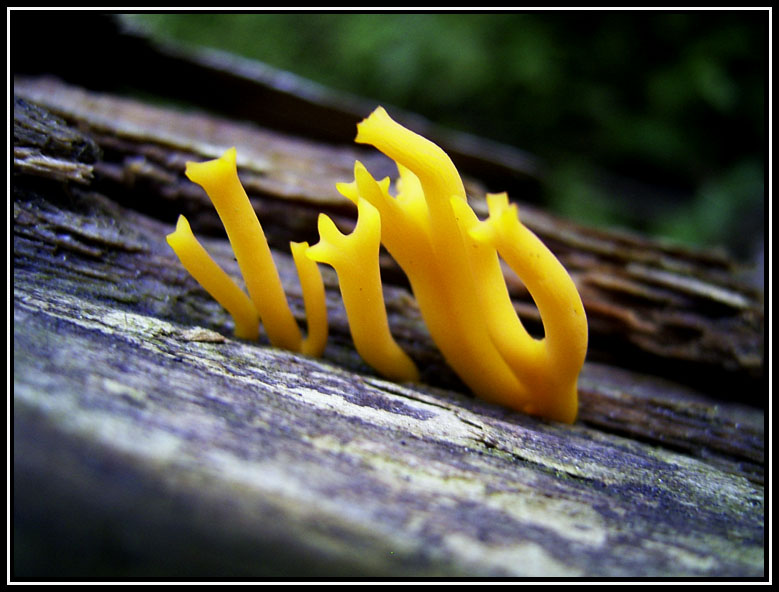 Yellow aliens I