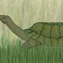 8MYPA: The swamp tortoise (Voltachelys crypticus)