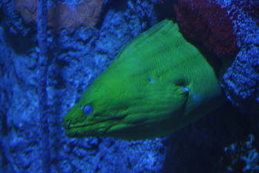 Moray Eel