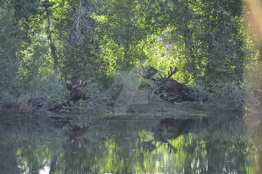 Hidden in the Marsh