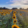 Sunflower field