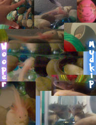 Mudkip and Wooper- Axolotls