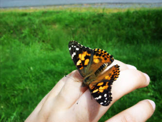 Butterfly, Fly Away...