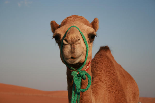 I love camels