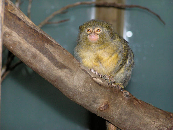 Monkey-Bird by ArthurianGoldfish on DeviantArt