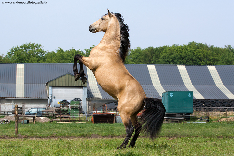 Spirit Lookalike