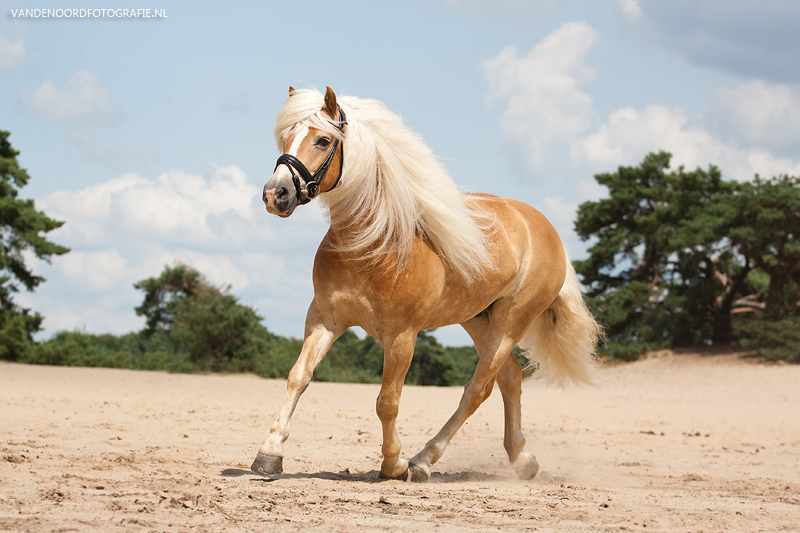 Mighty manes