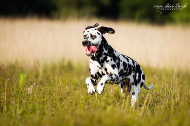 Happy spots