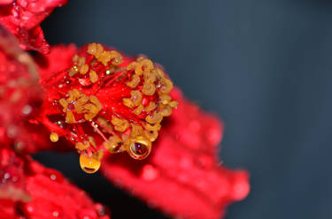 Rainy Hibiscus