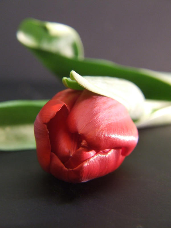 The Red Tulip by lunamaris1969 on DeviantArt