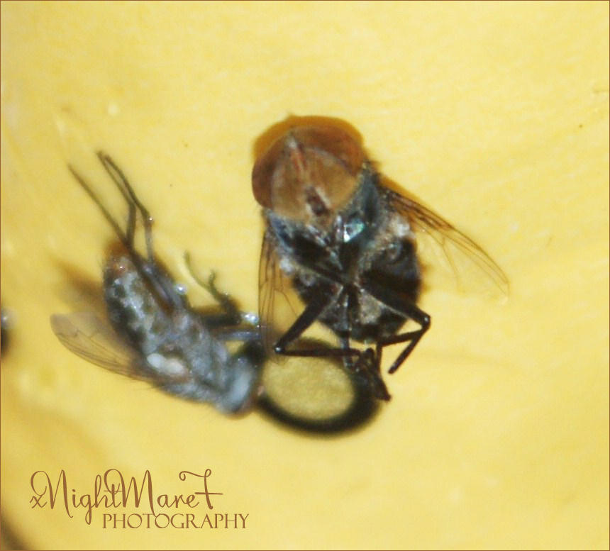 Zombie Fly by xnightmare7 on DeviantArt