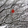 A Crabby Cardinal