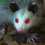 Basic demon possessed possum.