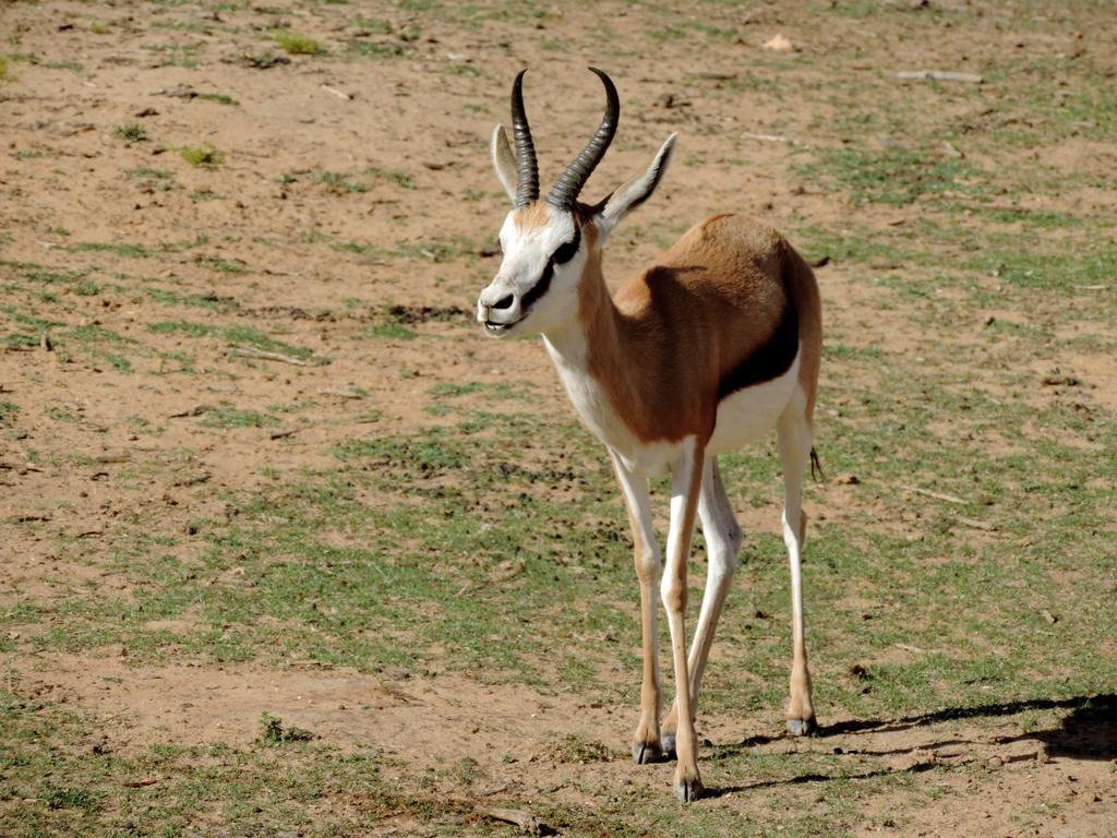 Springbok Smile by Erebus04 on DeviantArt