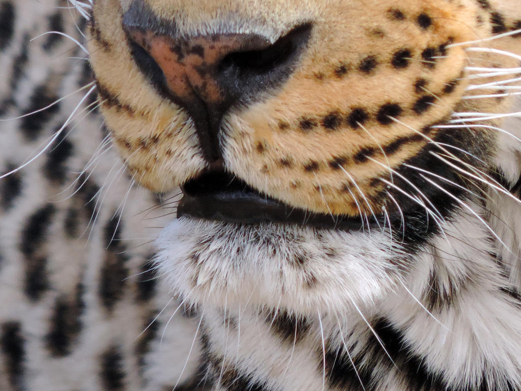 Grin of a Leopard