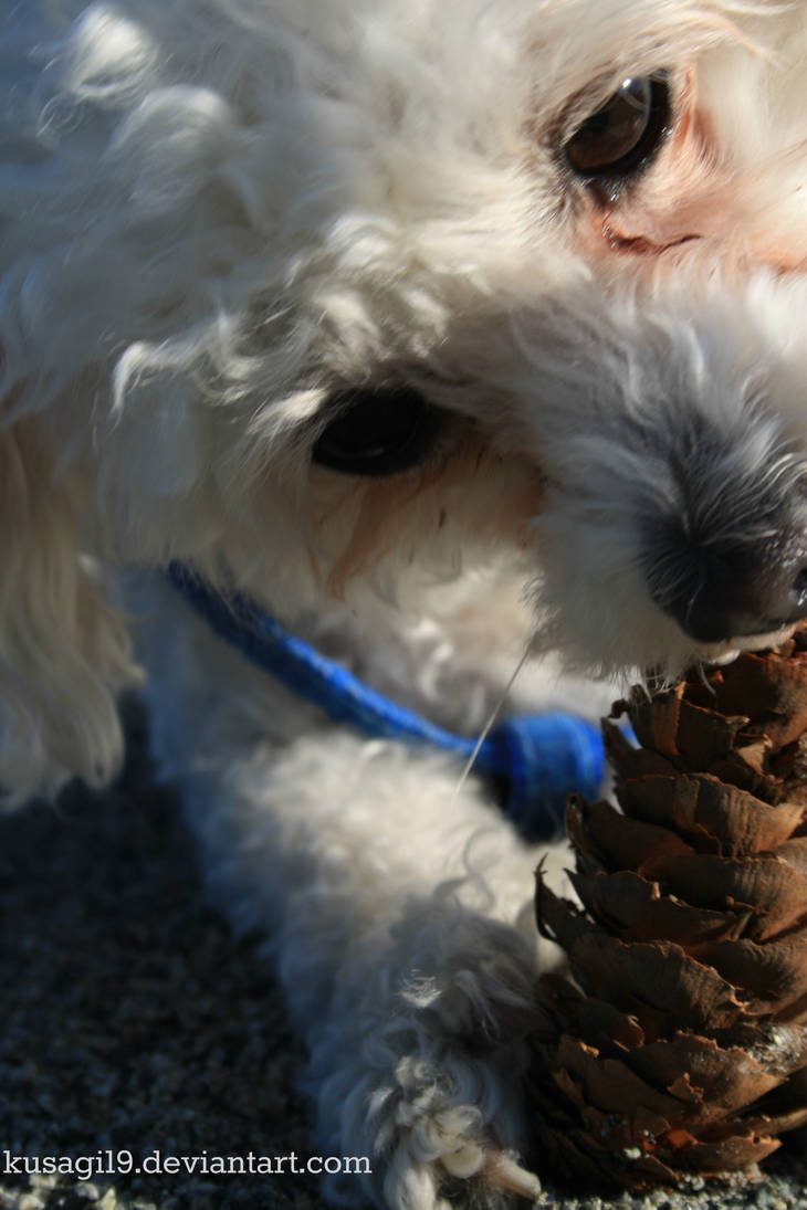 Pinecone Eater