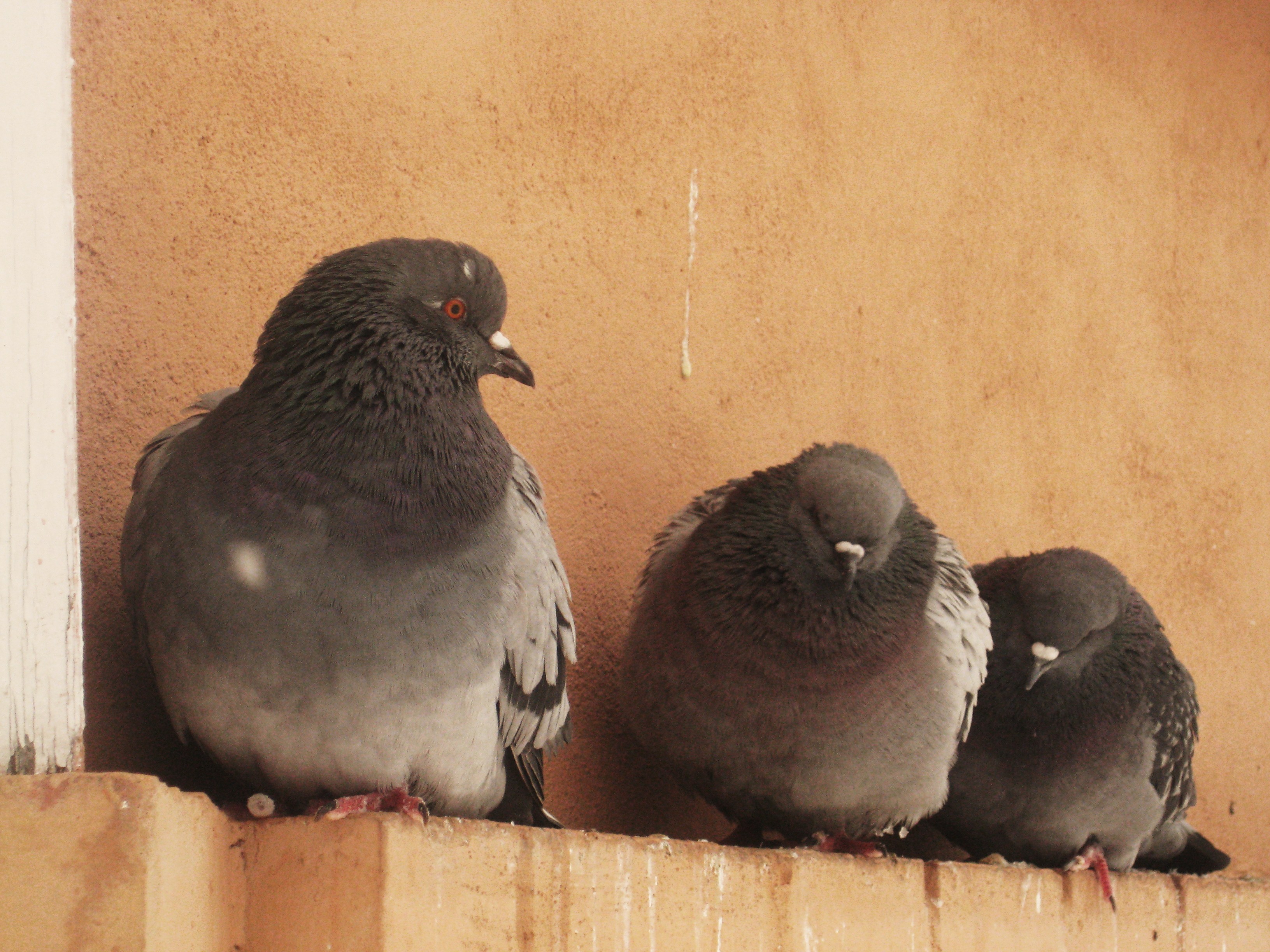 Pigeons-5