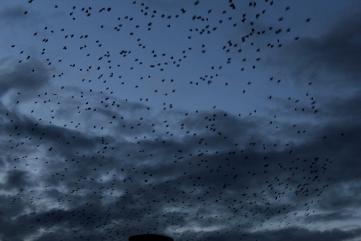 Flock Of Birds.