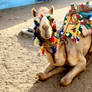 Camello Nubio
