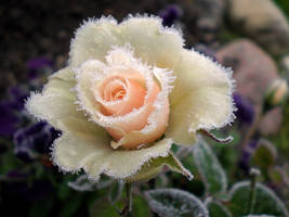 Frozen rose