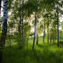 birch grove