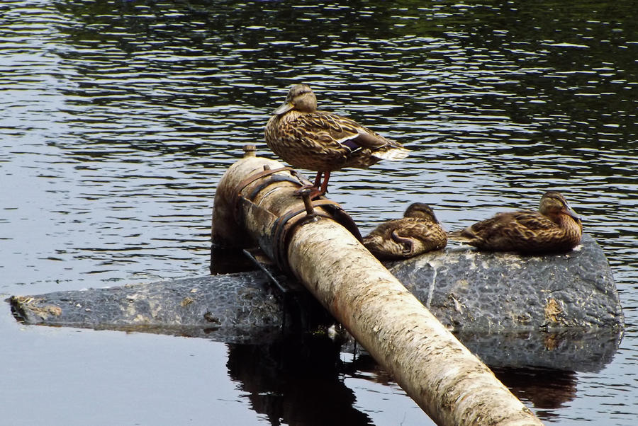 Ducks relaxing