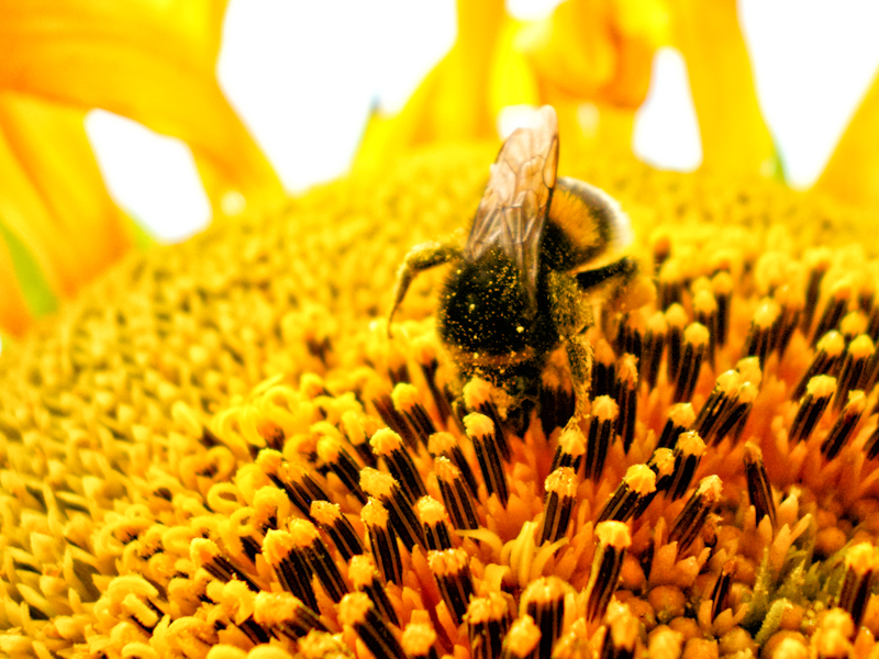 Bumble Bee on sunflower 1