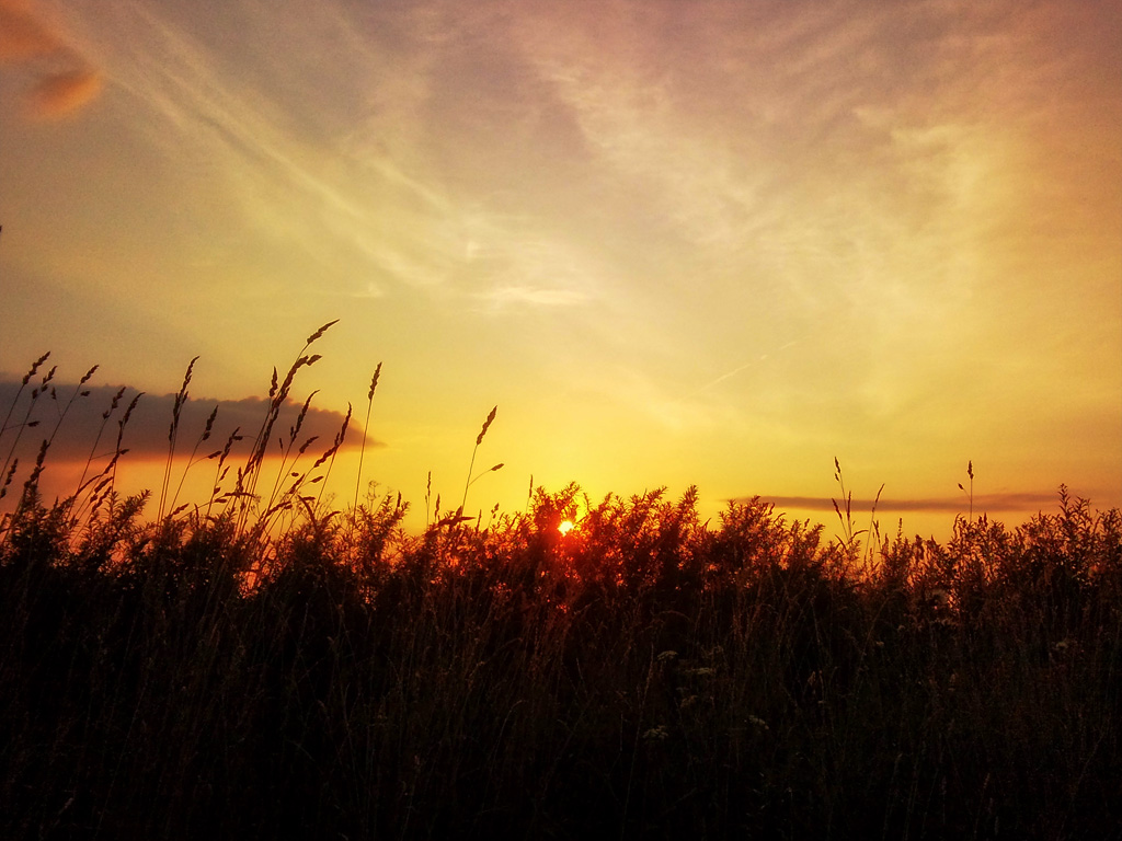 Grass in rays of sunset