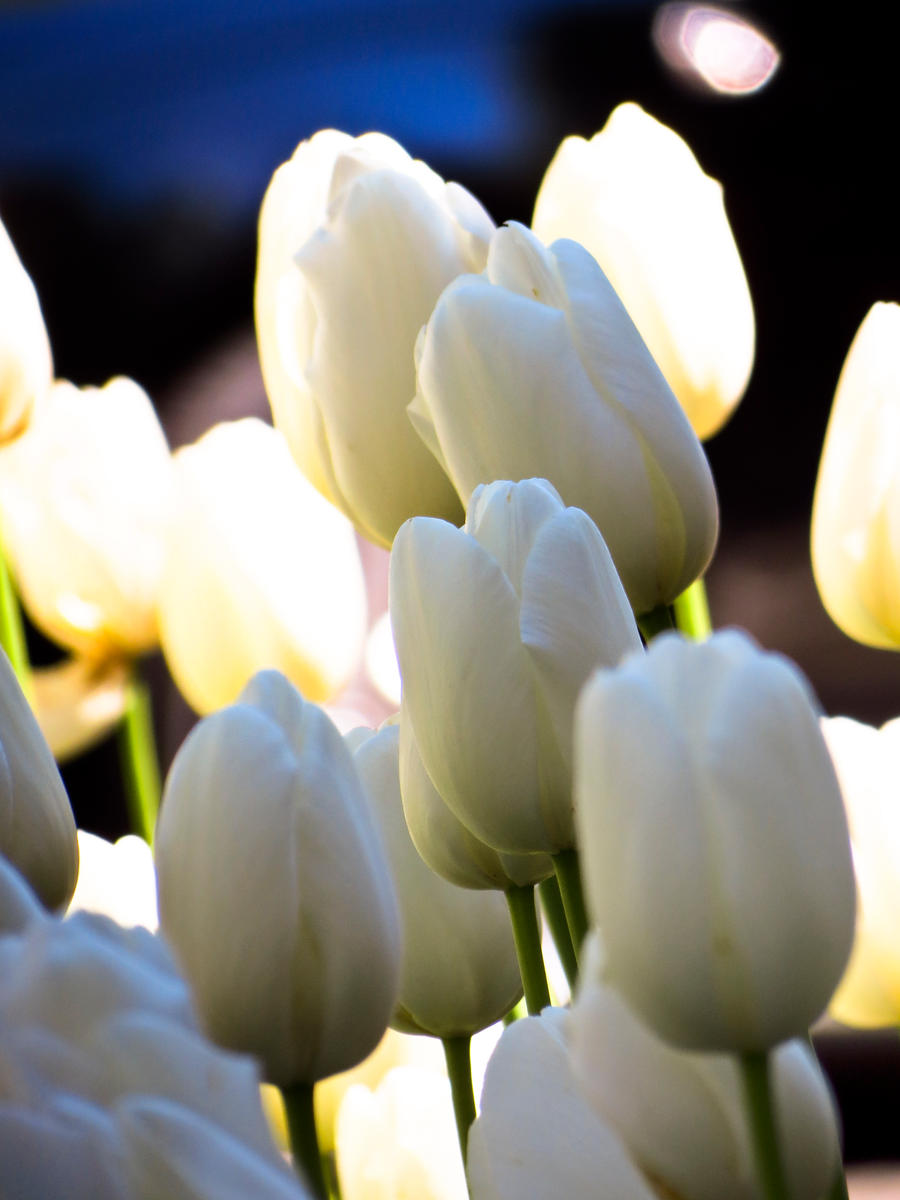 White Tulips 1