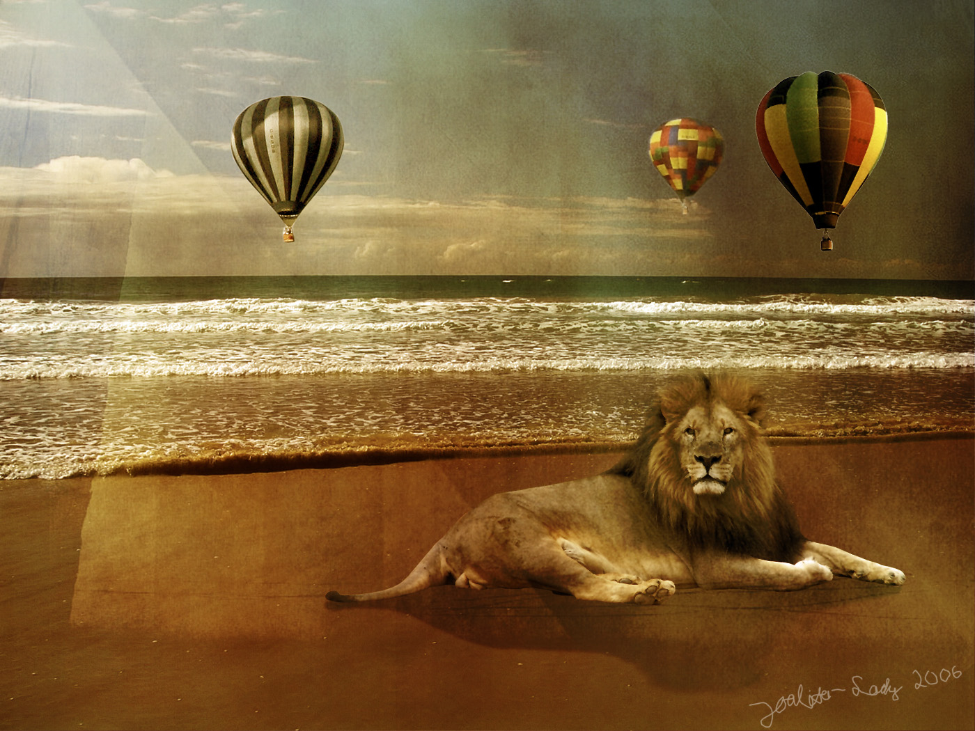 Lion at the beach wallpaper