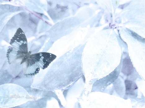 Butterfly WP