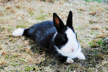 Brownie by KellyPony