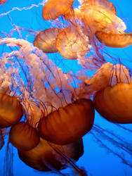 Jellies