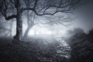 The Old Forest by mimadeo