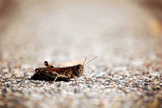 Hopper