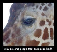 Why do some people treat animals so bad?