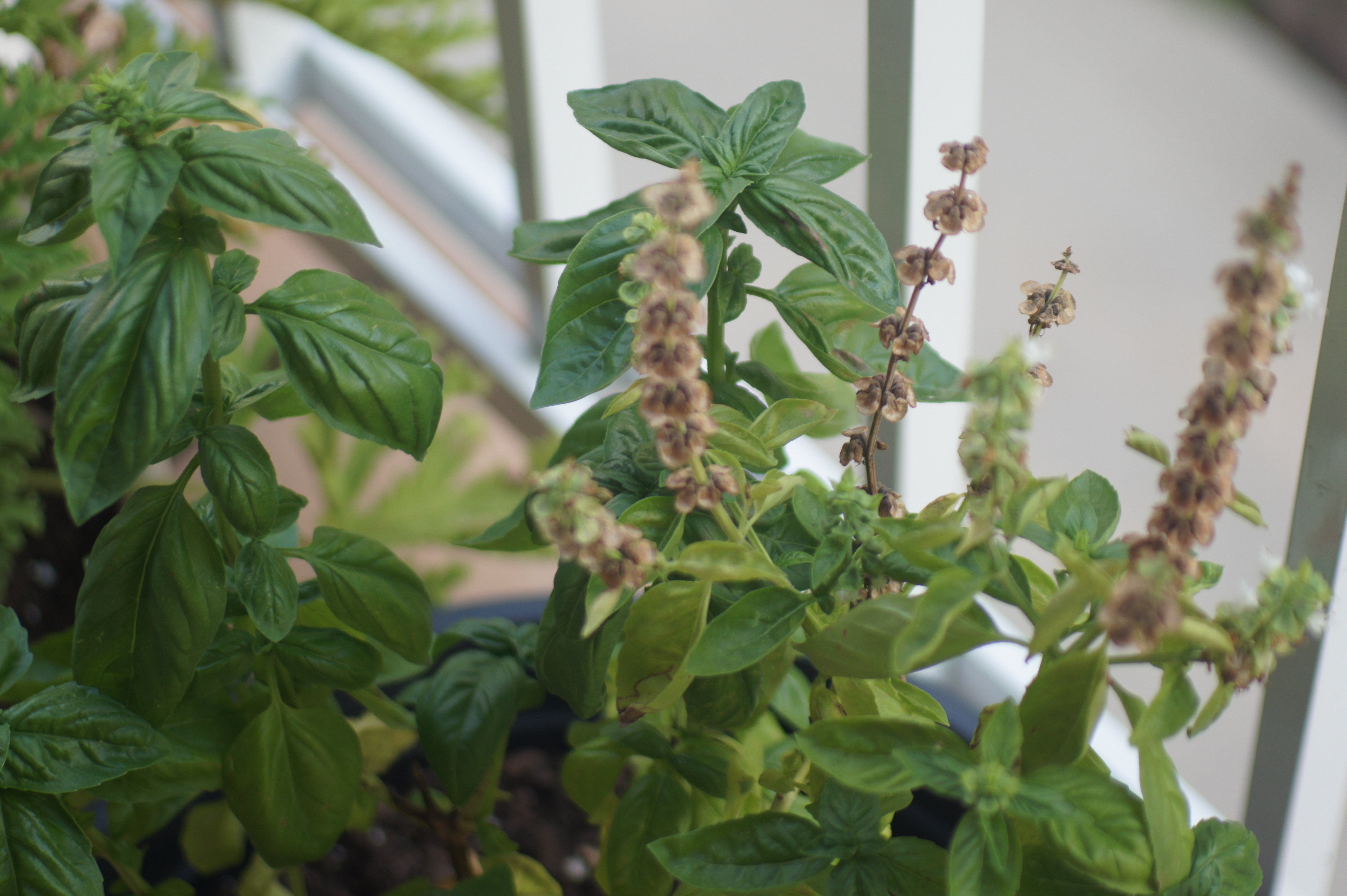 Basil Plant