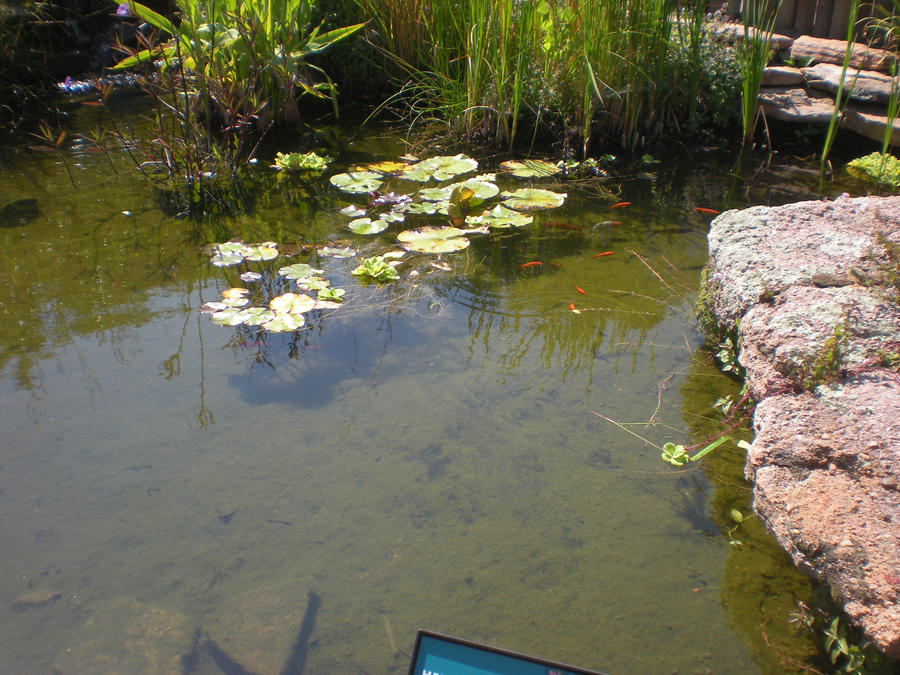 Small Pond 2