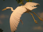 Great Egret by DrachenVarg-stock