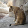 African Lion XIII