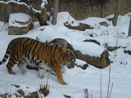 Amur Tiger XII