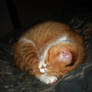 Orange Kitten Curled Up III