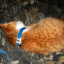 Orange Kitten Curled Up V