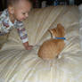 Orange Kitten Sitting Side IV