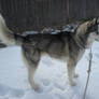 Siberian Husky Side View