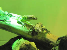 Komodo Dragon Hatchling VI