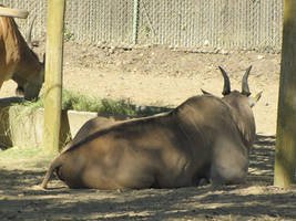 Eland