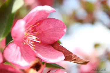 Crabapple Tree Blossom